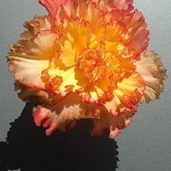 Location: San Diego, CA
Date: 2019-08-26
the best bloom of the year, lots of petals and incredibly frilled