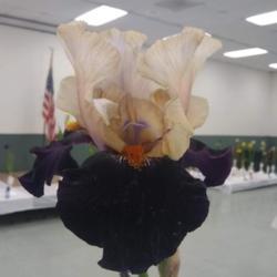 Location: San Diego, CA
Date: 2019-05-04
taken at the 2019 San Diego iris spring show and sale, fall appea