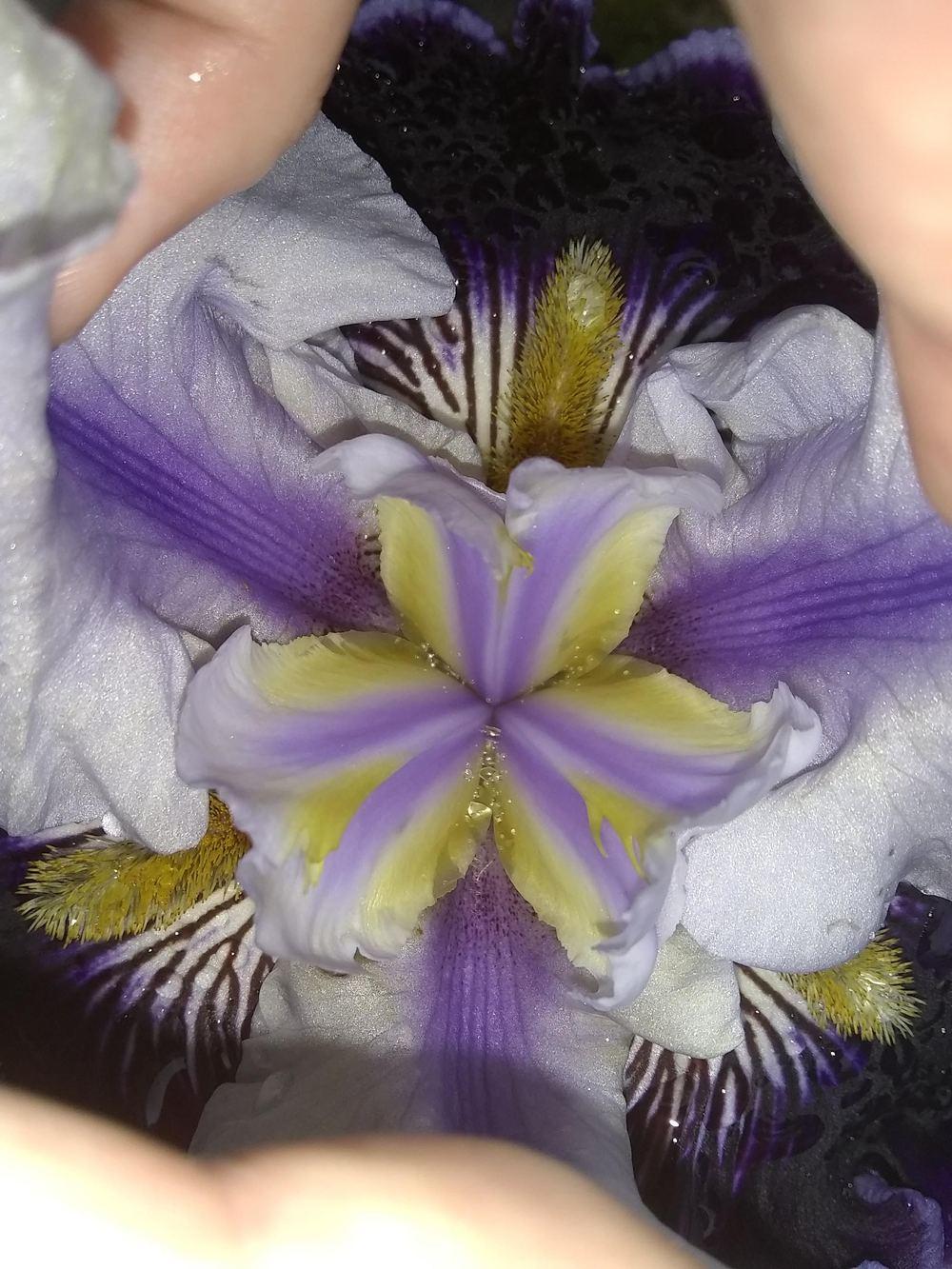 Photo of Tall Bearded Iris (Iris 'Wild Vision') uploaded by olga_batalov