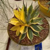 sectoral variegated form, taken at 2019 CSSA show