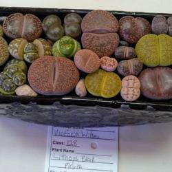 Location: San Diego, CA
Date: 2019-06-29
cute arrangement of assorted lithops at the 2019 CSSA show