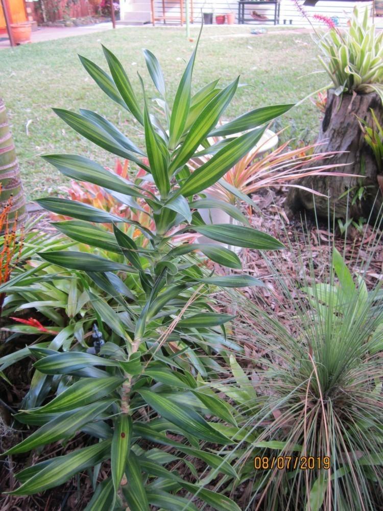 Photo of Song of India (Dracaena reflexa 'Song of Jamaica') uploaded by yowie