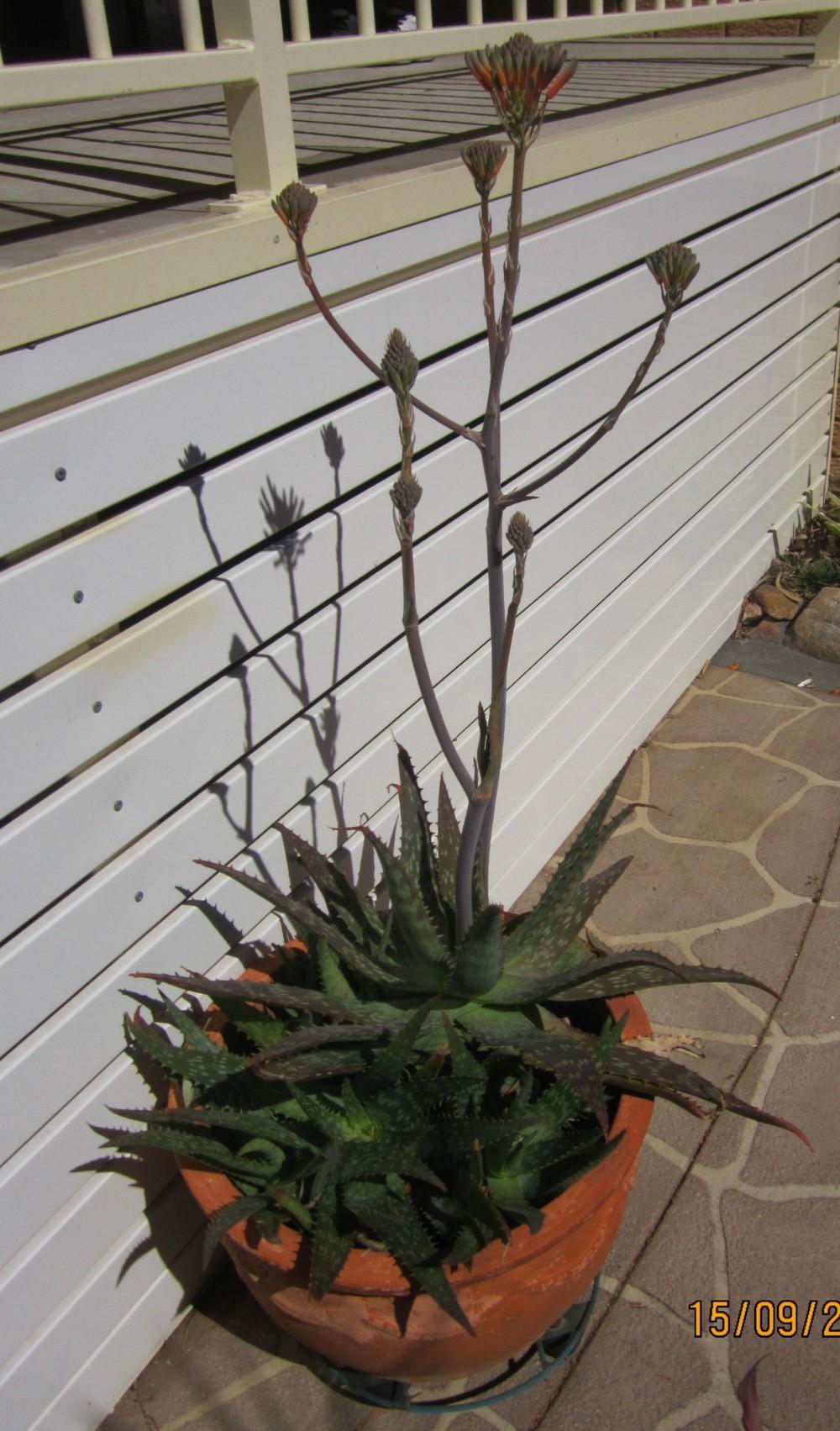 Photo of Soap Aloe (Aloe maculata) uploaded by yowie