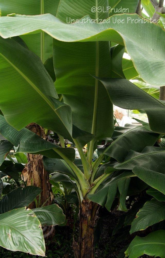 Photo of Cavendish Banana (Musa acuminata 'Dwarf Cavendish') uploaded by DaylilySLP