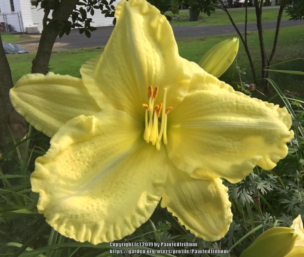 Photo of Daylily (Hemerocallis 'Going Places') uploaded by Paintedtrillium