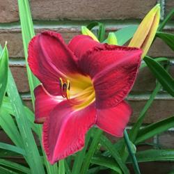 Location: Towson, Maryland
Date: 2019-06-24
Classic midseason bloom, vigorous plant