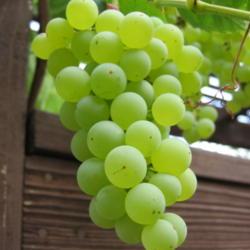 Location: San Diego, CA
Date: 2013-07-23
Himrod grapes (2013 harvest)