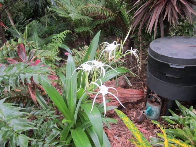 Photo of Spider Lily (Hymenocallis liriosme) uploaded by yowie