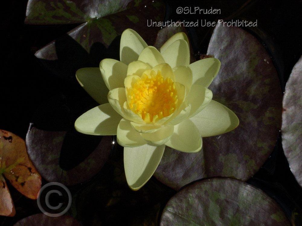 Photo of Hardy Water Lily (Nymphaea 'Marliacea Chromatella') uploaded by DaylilySLP