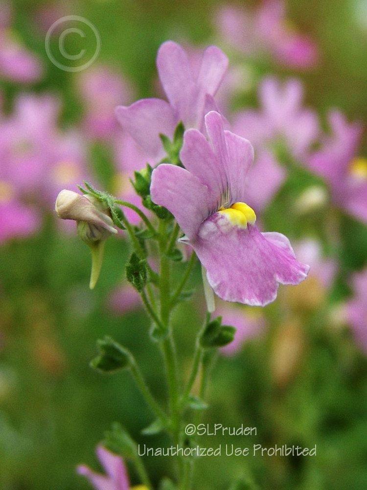 Photo of Nemesia fruticans Innocence®  Compact Pink uploaded by DaylilySLP