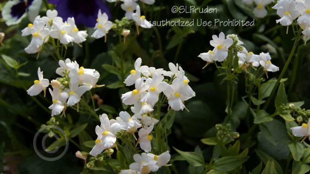 Photo of Nemesia fruticans Innocence®  Compact uploaded by DaylilySLP
