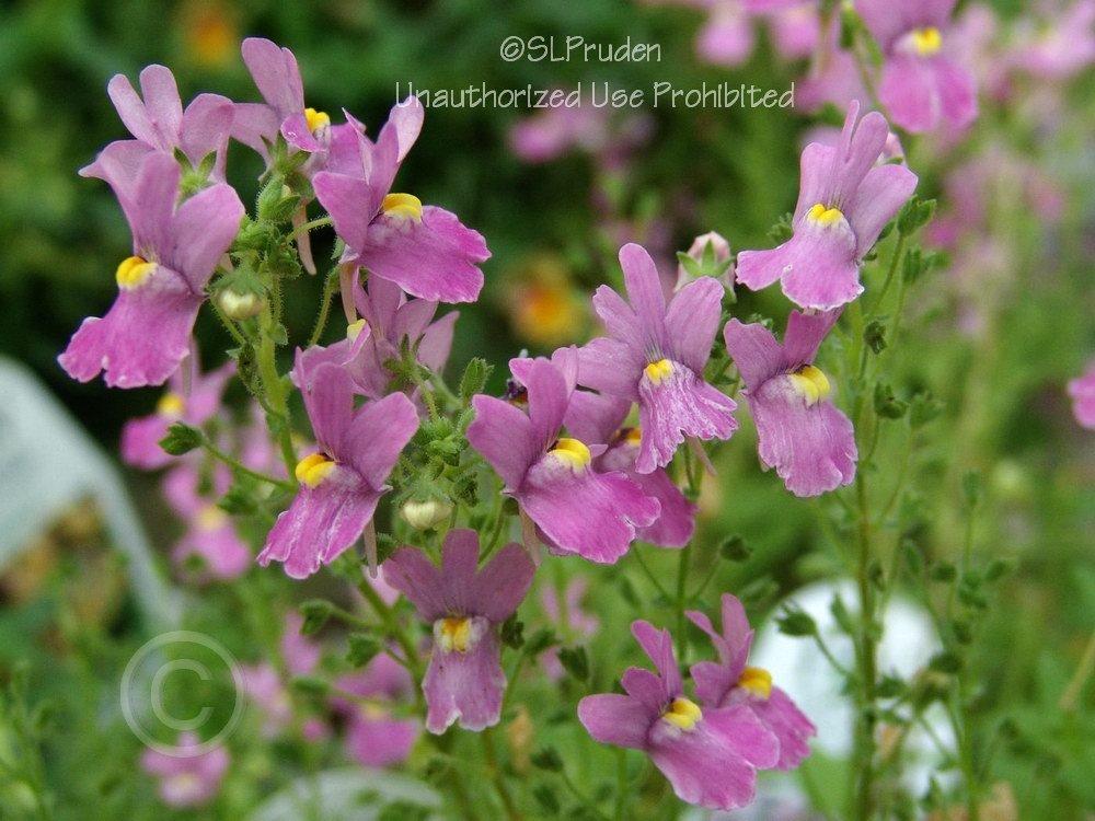Photo of Nemesia fruticans Innocence®  Compact Pink uploaded by DaylilySLP