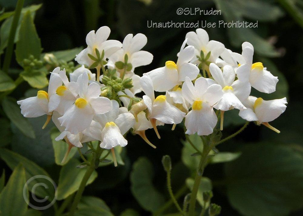 Photo of Nemesia fruticans Innocence®  Compact uploaded by DaylilySLP