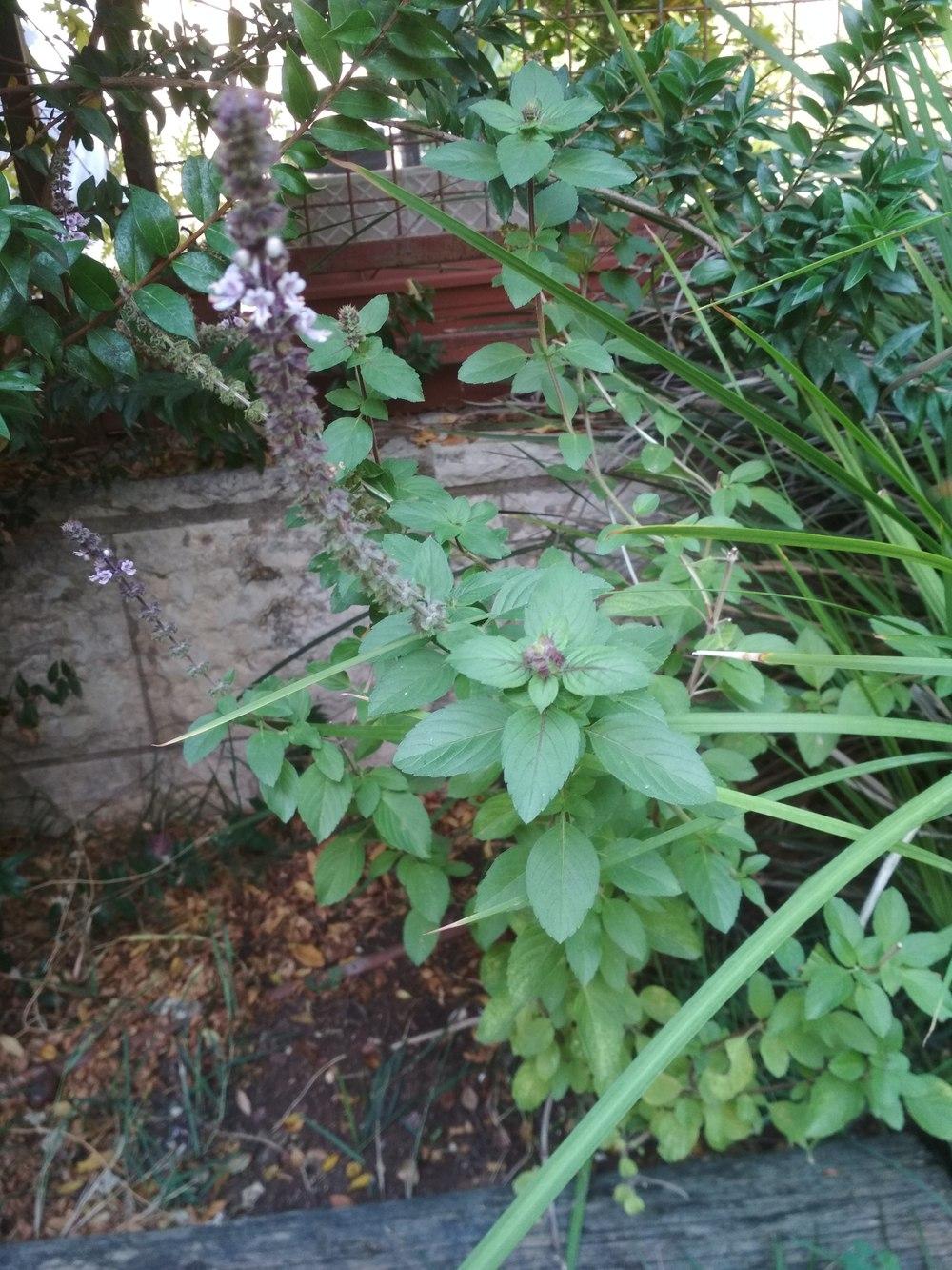 Photo of African Blue Basil (Ocimum 'African Blue') uploaded by Idans