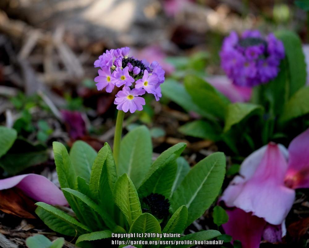 Photo of Drumstick Primrose (Primula denticulata) uploaded by bootandall