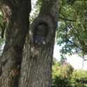 Filling Holes/Cavities in Trees