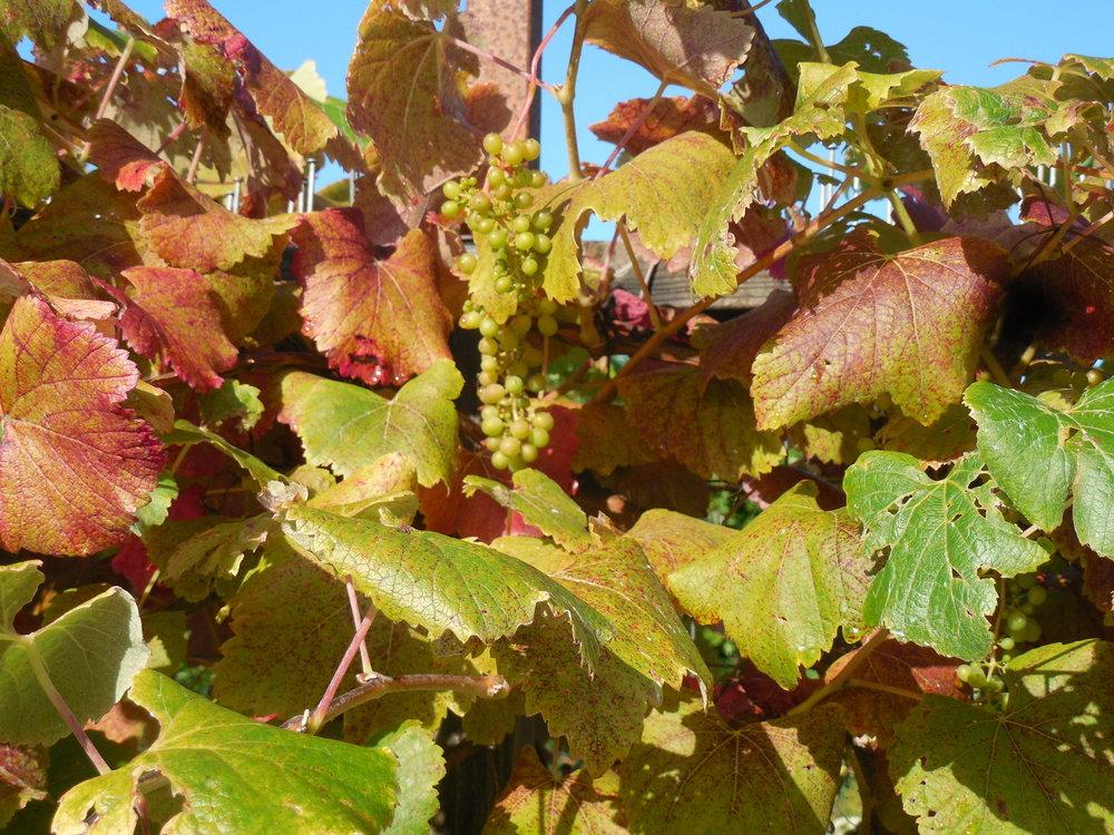 Photo of California Grape (Vitis californica 'Roger's Red') uploaded by wcgypsy
