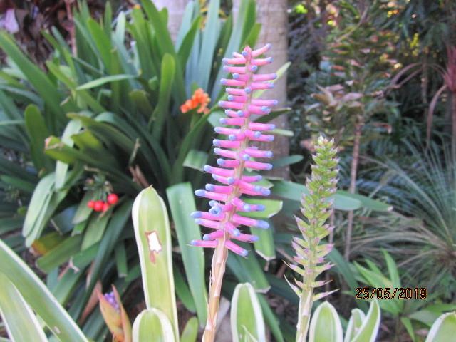 Photo of Bromeliad (Aechmea gamosepala 'Lucky Stripes') uploaded by yowie