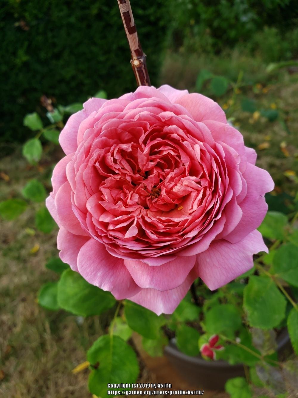 Photo of Rose (Rosa 'Princess Alexandra of Kent') uploaded by Aerith