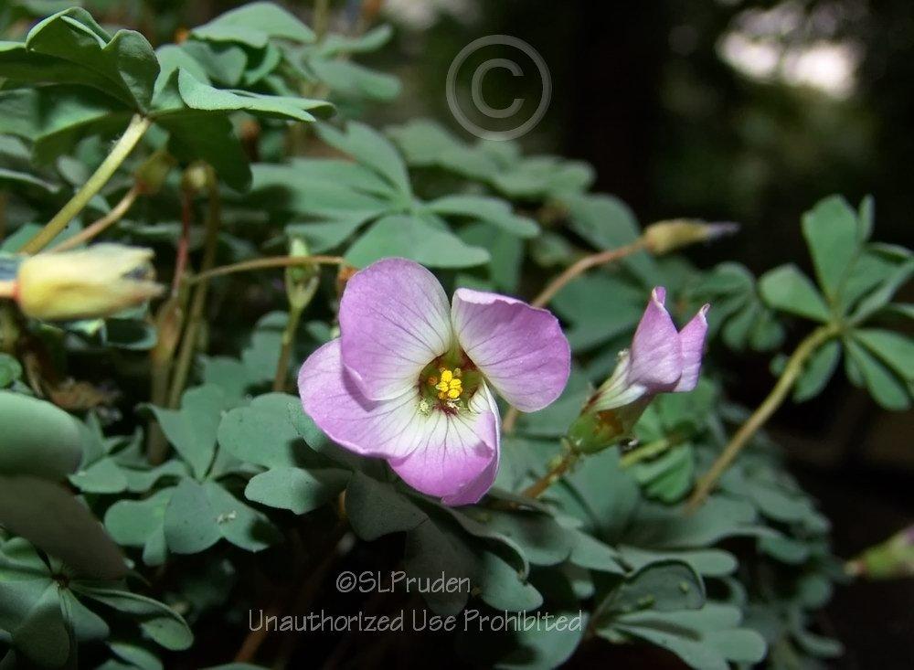 Photo of Pink Carpet Oxalis (Oxalis adenophylla) uploaded by DaylilySLP