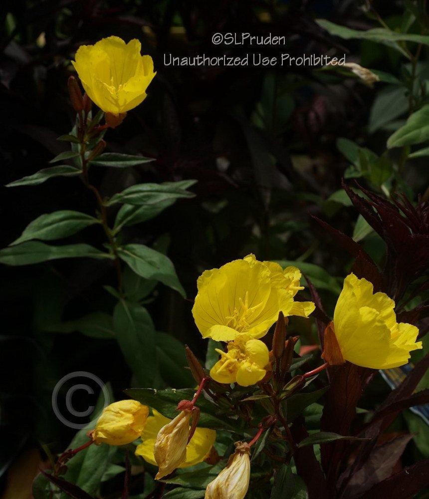 Photo of Sundrops (Oenothera tetragona 'Fireworks') uploaded by DaylilySLP