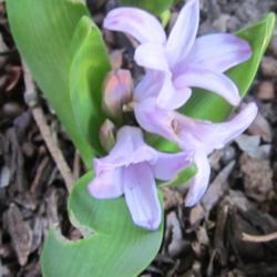Location: Sydney Australia
Date: 2019-08-08
Hyacinths (Hyacinthus)
