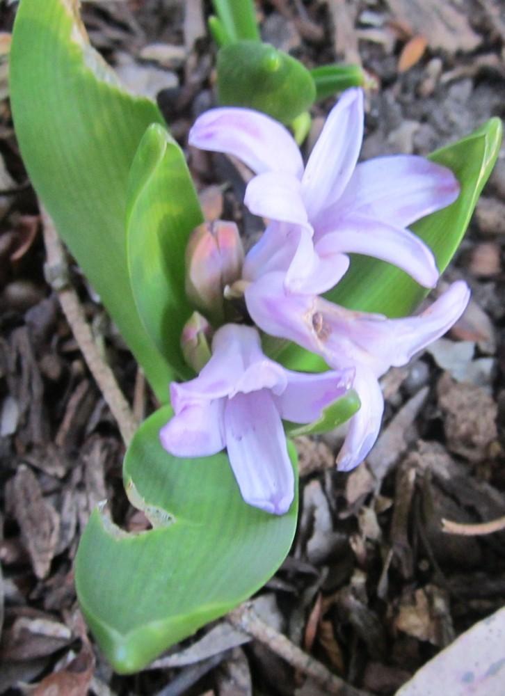 Photo of Hyacinths (Hyacinthus) uploaded by yowie