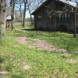 Location: Gause, Texas
Date: 2018-03-29
Growing wild all over our rural Central Texas property