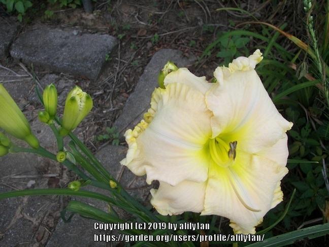 Photo of Daylily (Hemerocallis 'Boundless Beauty') uploaded by alilyfan