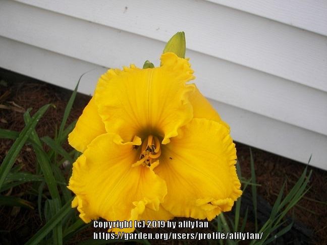 Photo of Daylily (Hemerocallis 'Bill Norris') uploaded by alilyfan