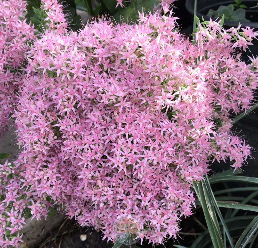 Photo of Stonecrop (Hylotelephium spectabile 'Crystal Pink') uploaded by BlueOddish