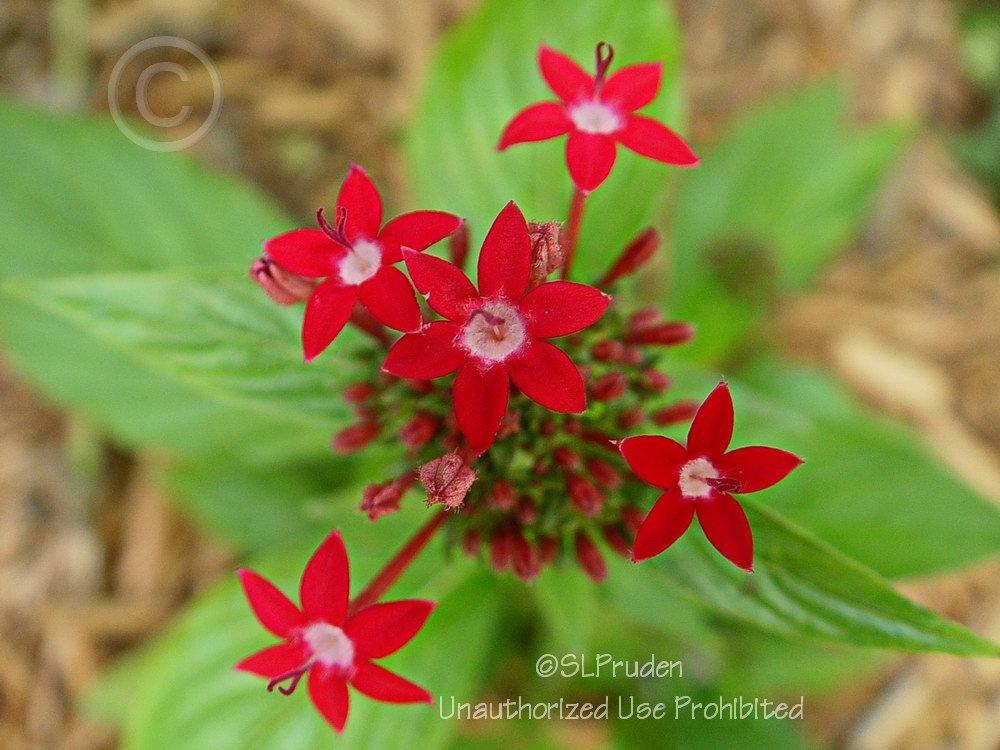 Photo of Star Flower (Pentas lanceolata) uploaded by DaylilySLP