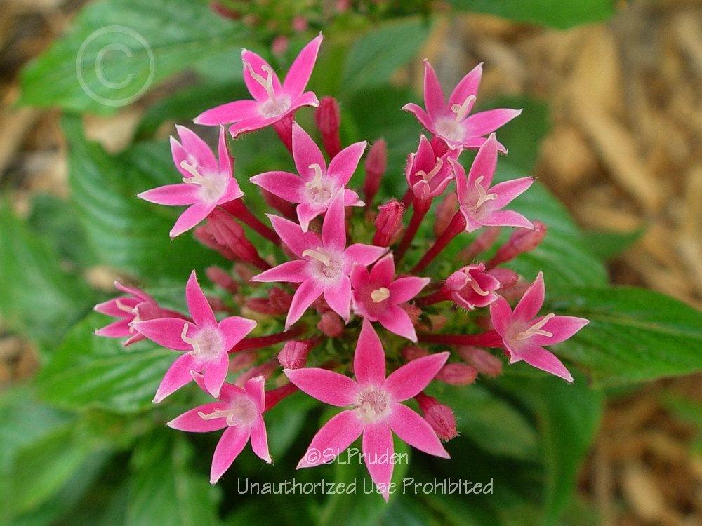 Photo of Star Flower (Pentas lanceolata) uploaded by DaylilySLP