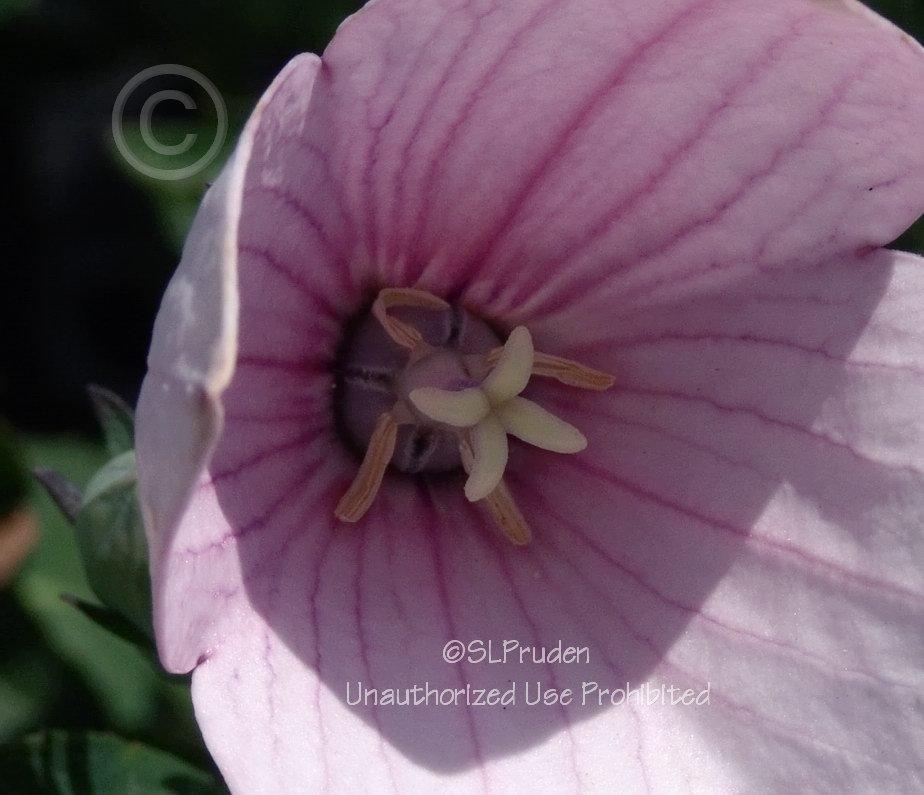 Photo of Balloon Flower (Platycodon grandiflorus 'Astra Pink') uploaded by DaylilySLP