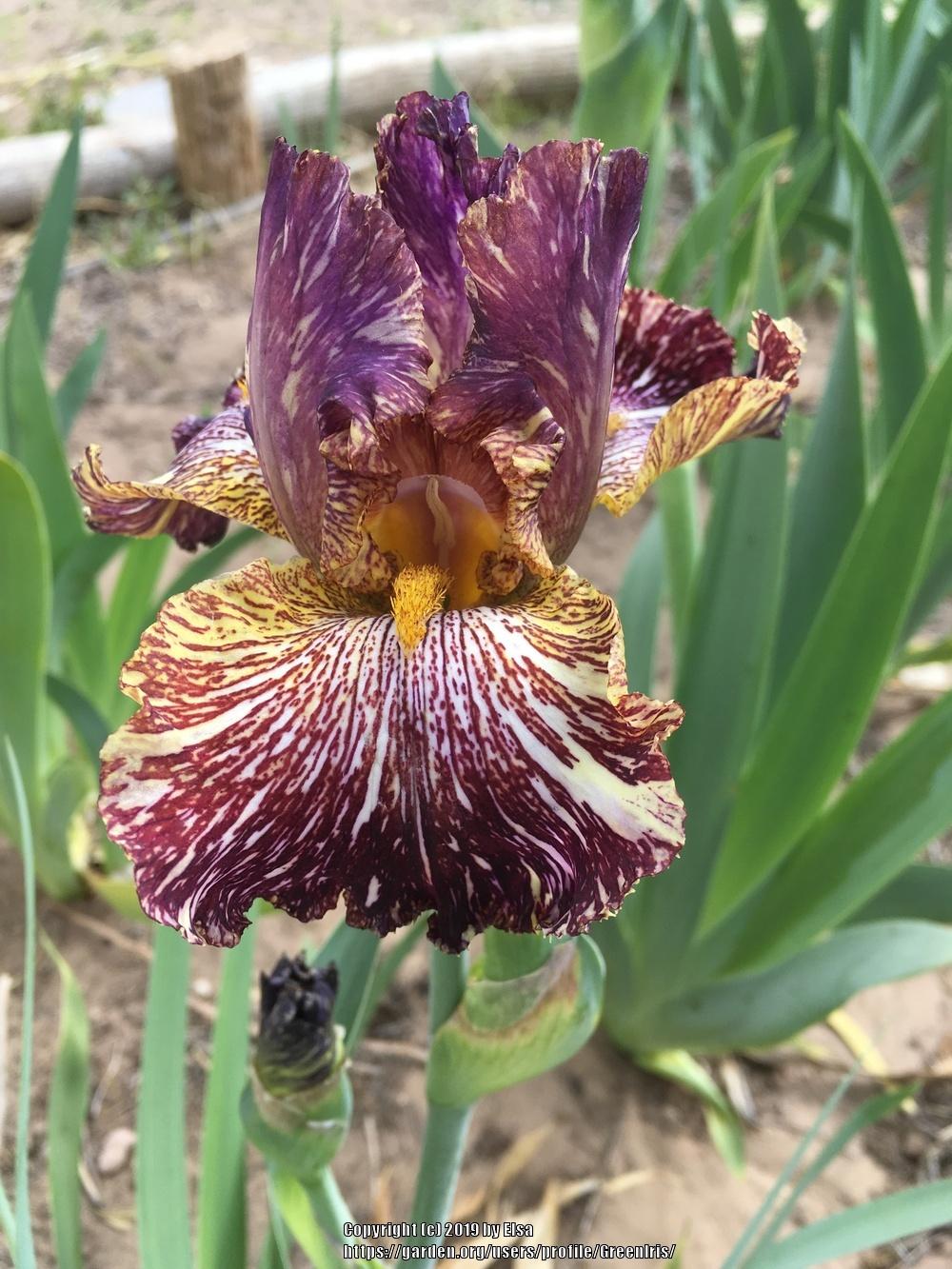 Photo of Tall Bearded Iris (Iris 'Bewilderbeast') uploaded by GreenIris