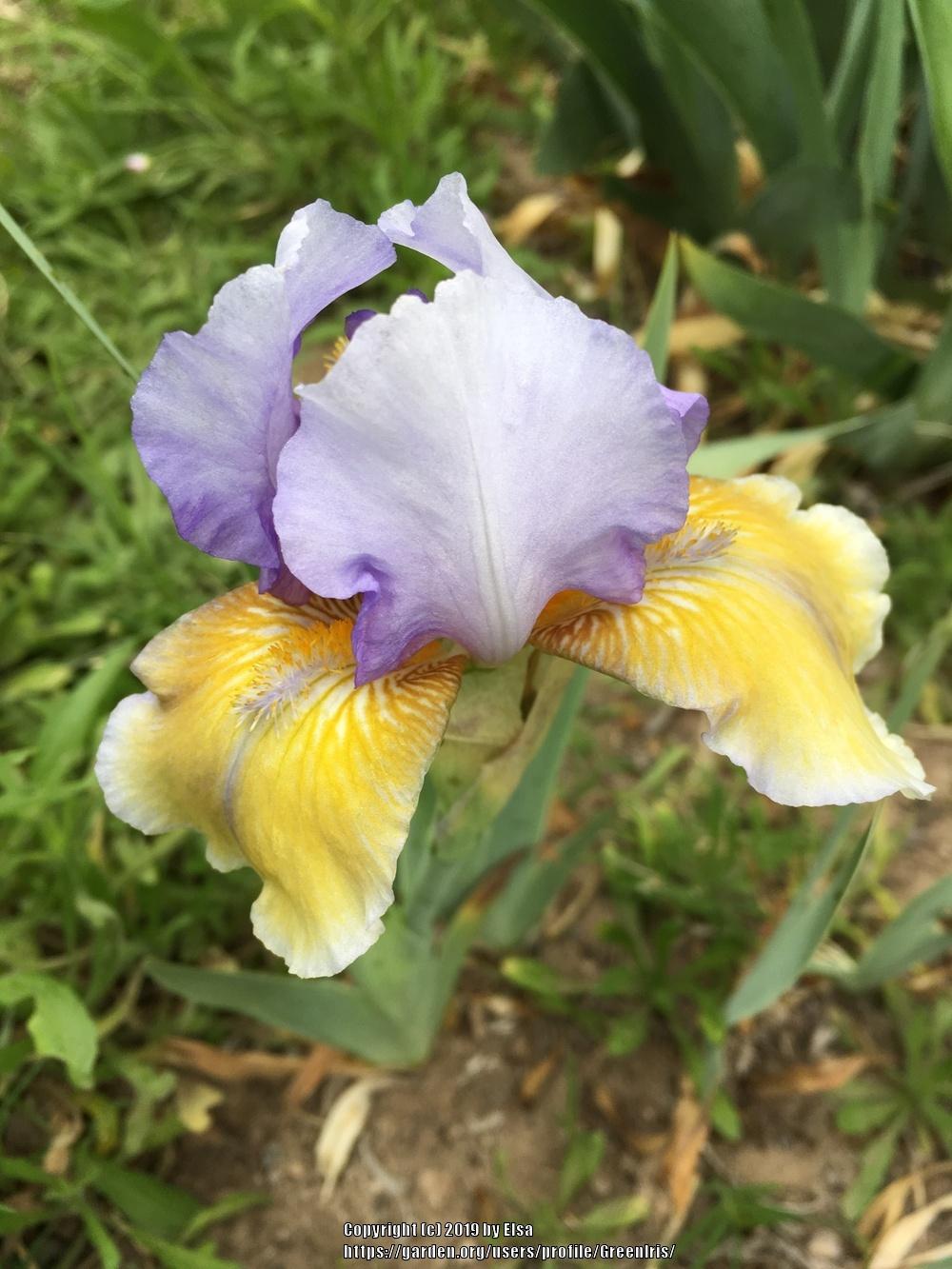 Photo of Intermediate Bearded Iris (Iris 'Bold Statement') uploaded by GreenIris