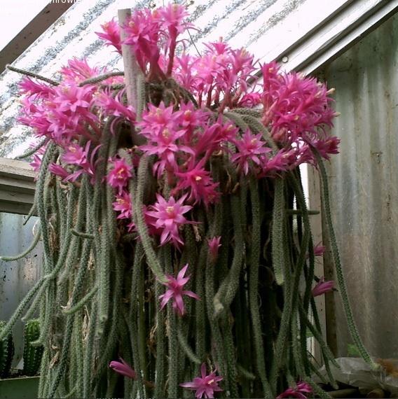 Photo of Rattail Cactus (Aporocactus flagelliformis) uploaded by NickyNick