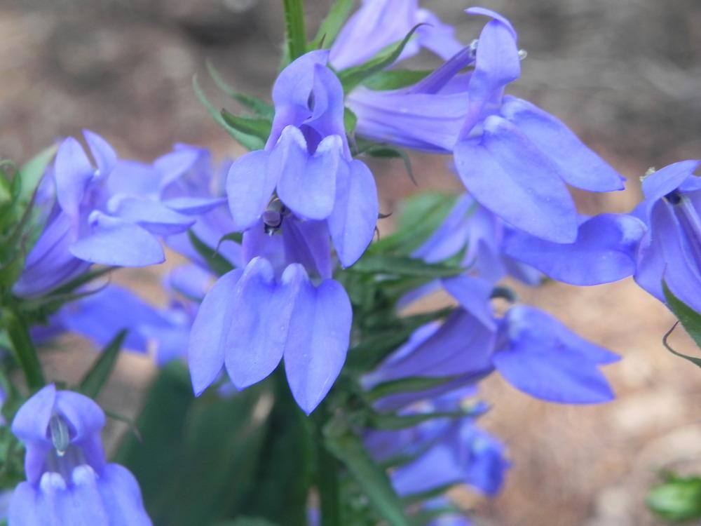 Photo of Great Blue Lobelia (Lobelia siphilitica) uploaded by SL_gardener
