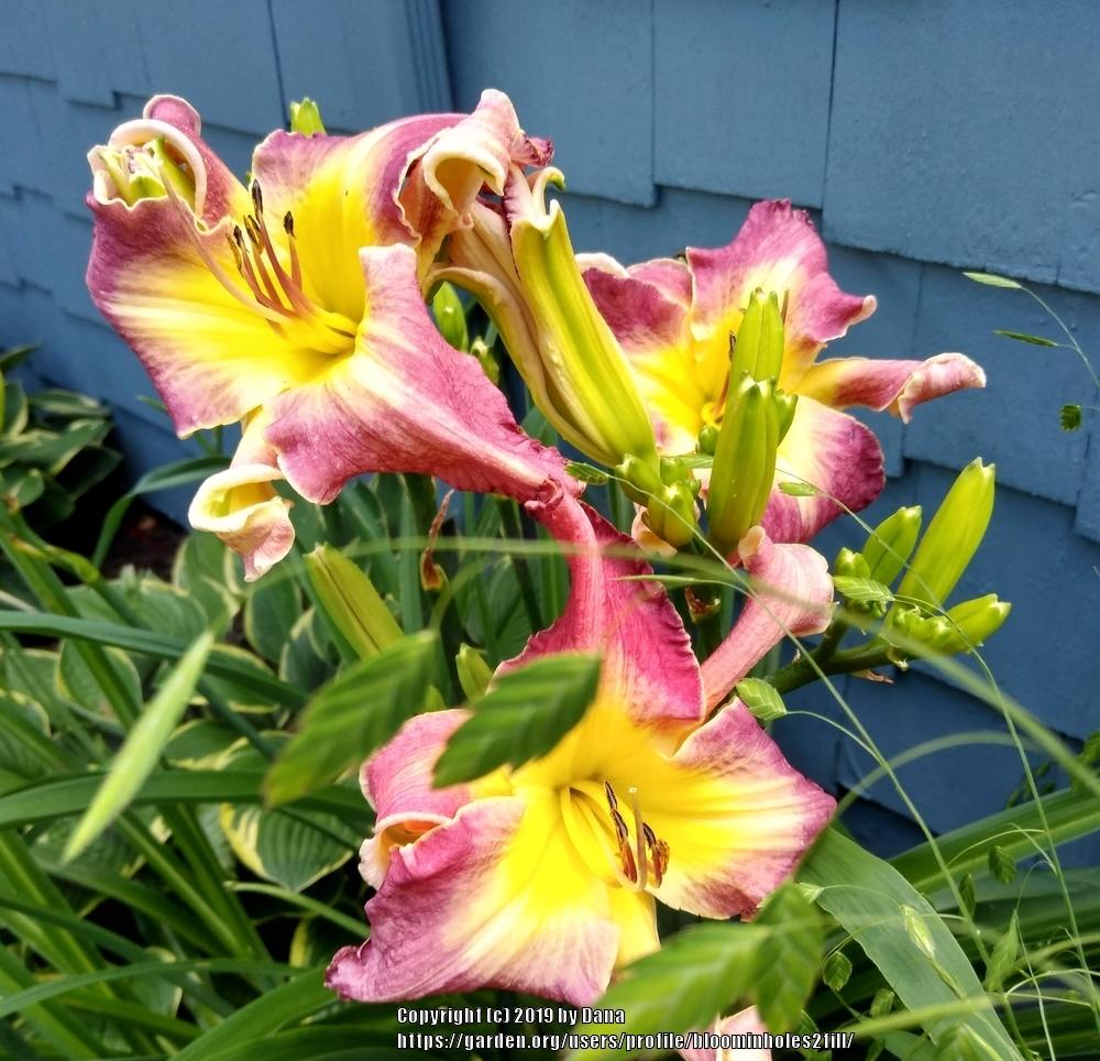 Photo of Daylily (Hemerocallis 'Spocks Ears') uploaded by bloominholes2fill