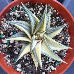 Location: San Diego, CA
Date: 2019-08-24
recently purchased at Walter Andersen Nursery