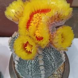 Location: San Diego, CA
Date: 2019-06-29
odd crested-like flower on potted specimen, taken at 2019 CSSA sh