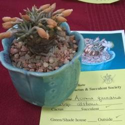Location: San Diego, CA
Date: 2019-08-10
brag table plant, San Diego Cactus and Succulent Society, August 