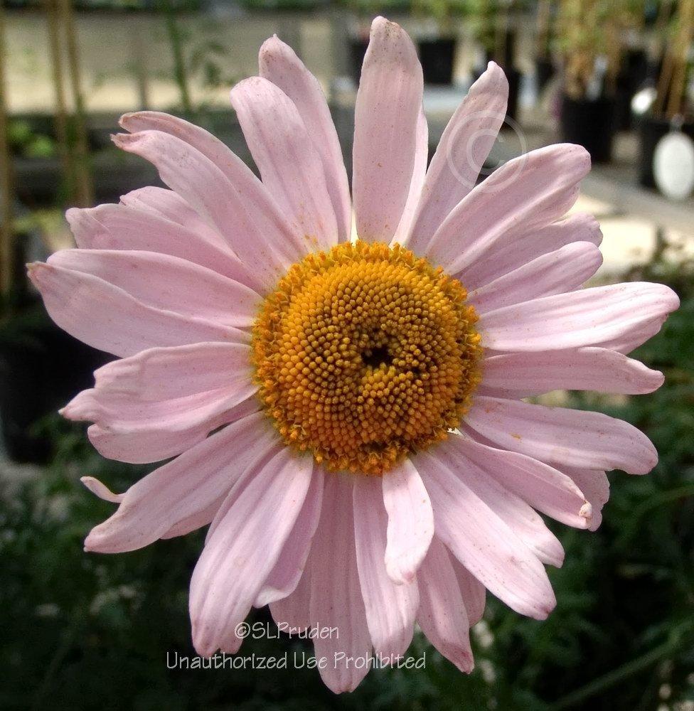 Photo of Painted Daisy (Tanacetum coccineum 'Robinson's Mix') uploaded by DaylilySLP