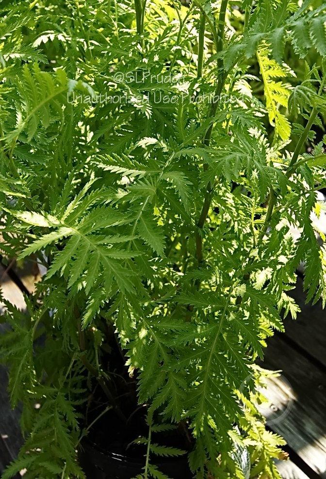 Photo of Gold Leaf Tansy (Tanacetum vulgare 'Isla Gold') uploaded by DaylilySLP