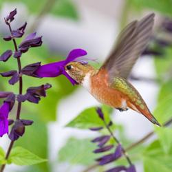 Location: Northern California, Zone 9b
Date: 2019-09-06
The beautiful big flowers of Friendship Sage are great hummingbir