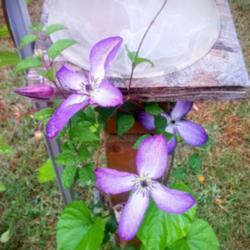 Location: Elkhart
Date: 2019-09-20
Clematis