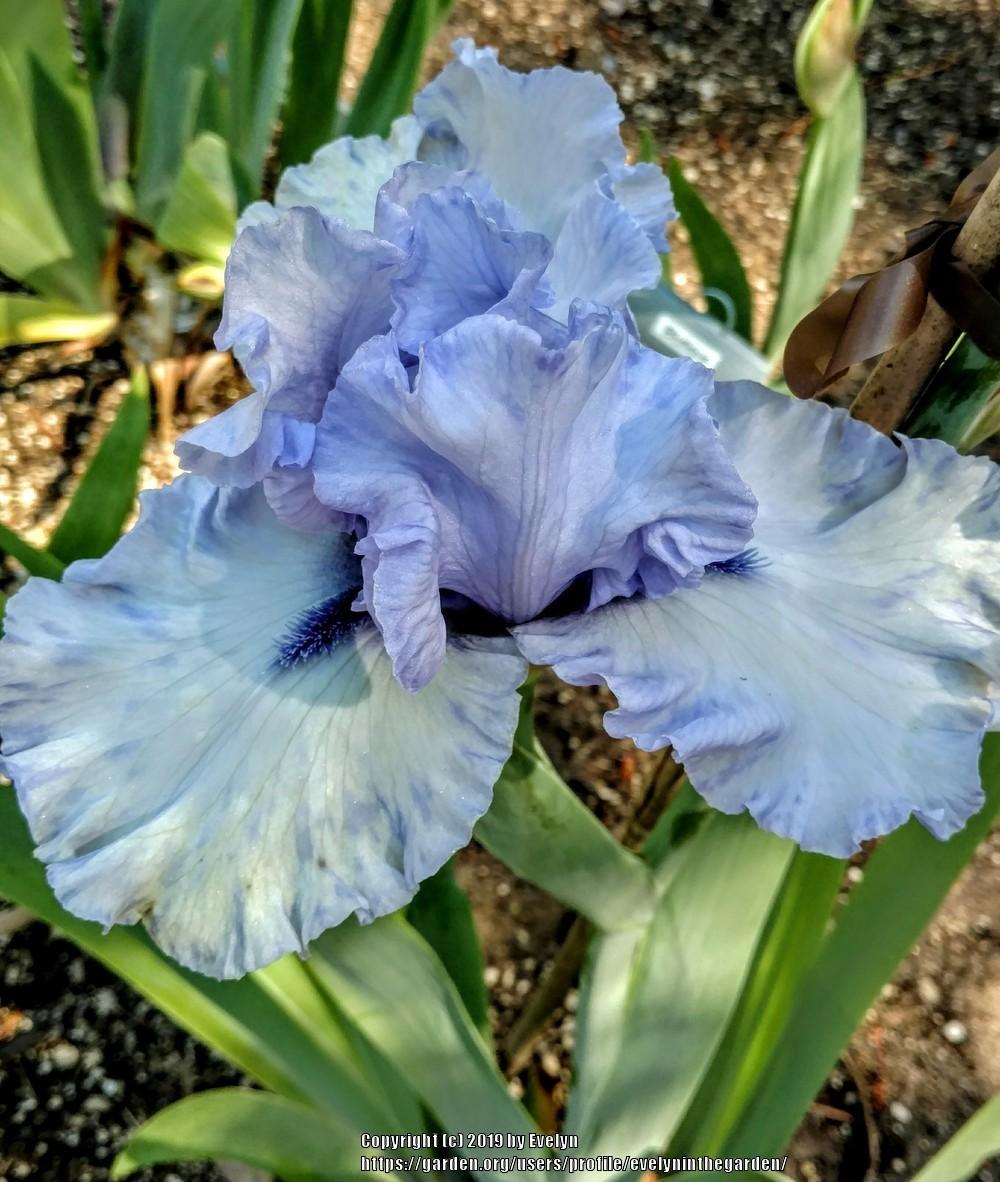 Photo of Tall Bearded Iris (Iris 'Blue Trill') uploaded by evelyninthegarden
