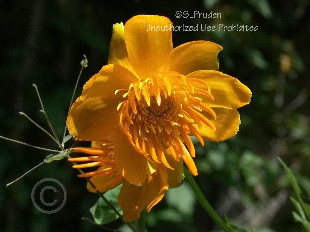 Photo of Chinese Globe Flower (Trollius chinensis 'Golden Queen') uploaded by DaylilySLP