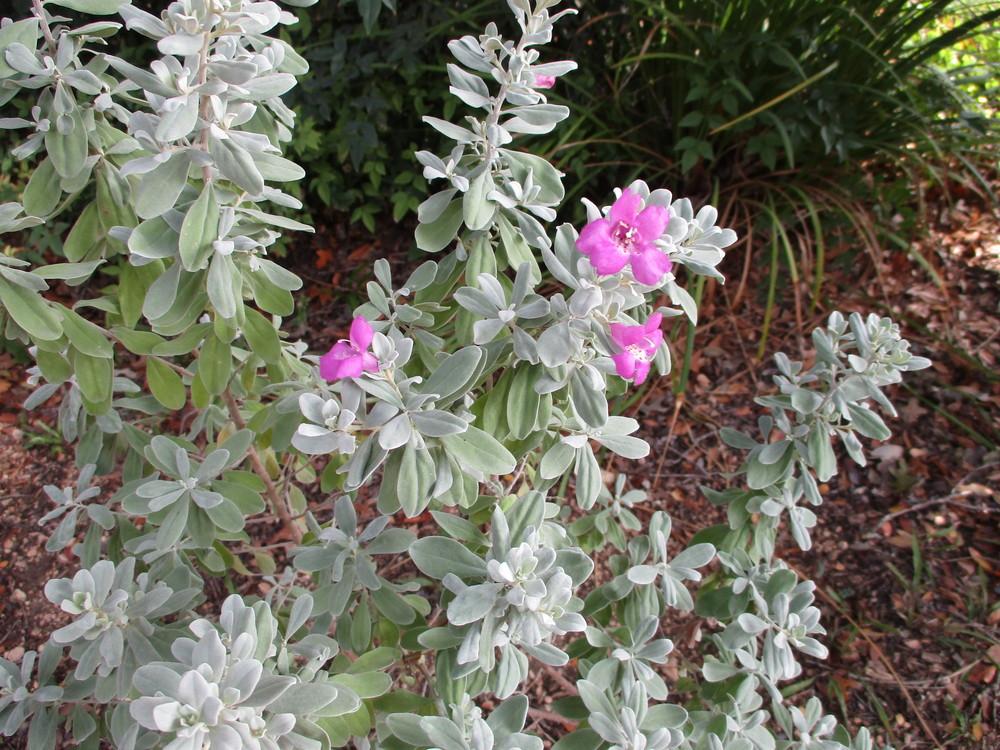 Photo of Texas Sage (Leucophyllum frutescens) uploaded by Peggy8b