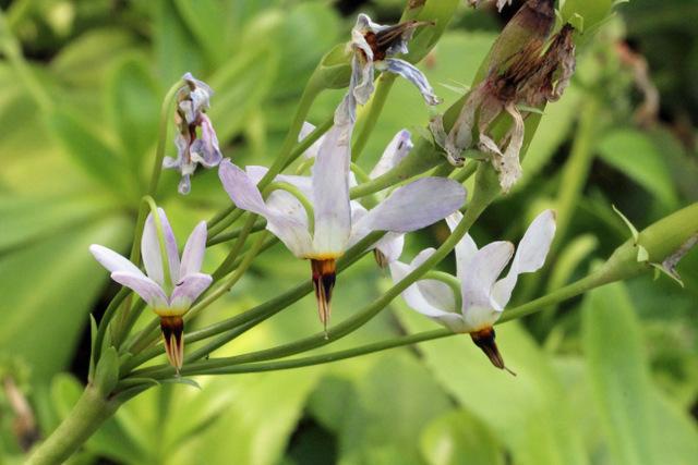 Photo of Lowland Shooting Star (Dodecatheon clevelandii) uploaded by RuuddeBlock